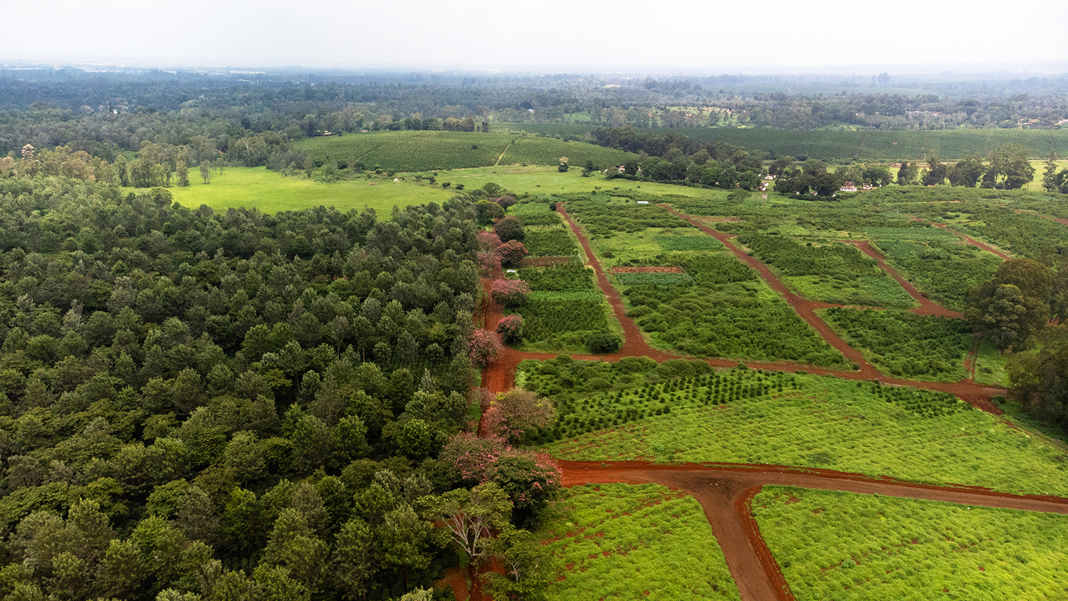 Aerial view of green plots and tree-lined roads at Oaklands