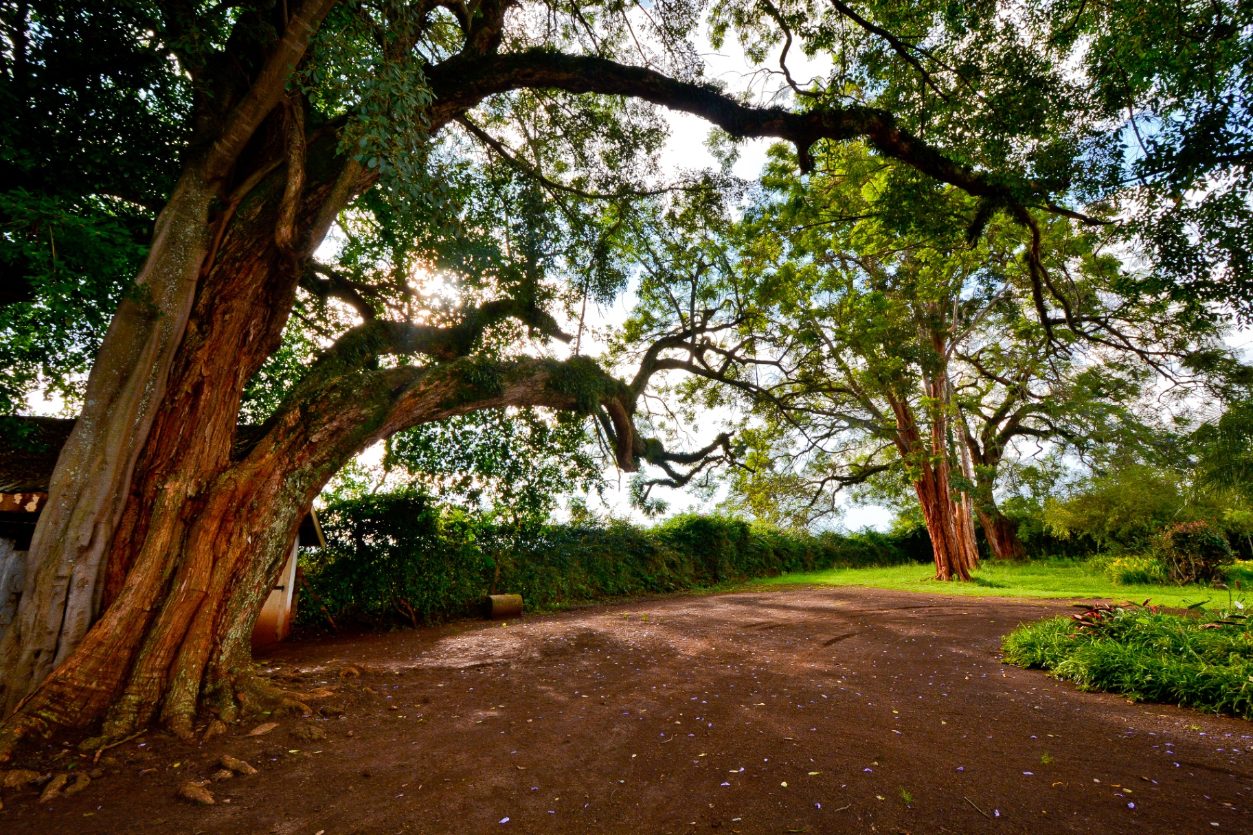 Ancient oak tree shading a clearing at Oaklands
