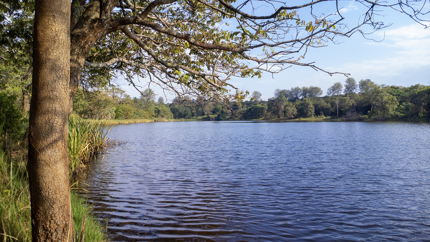 Oaklands landscape